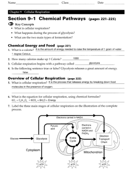9.1 CellularRespirationWorksheets