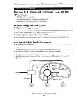 Section 9—1 Chemical Pathways (pages 221-225)