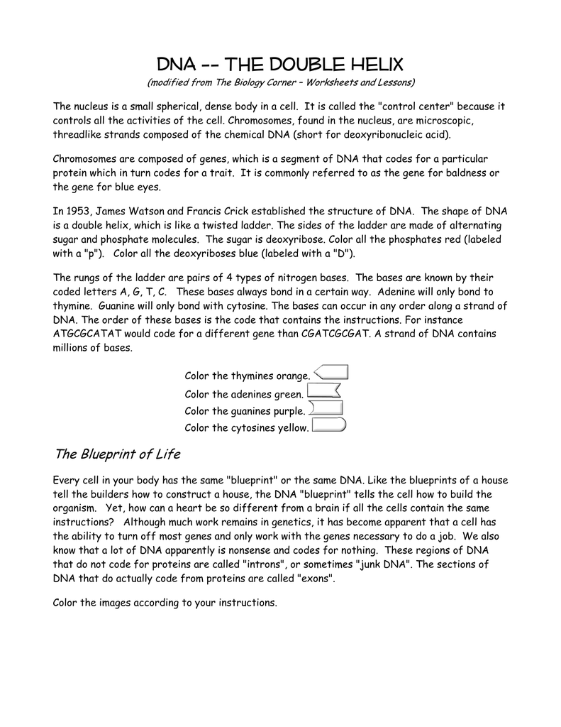 DNA - The Double Helix Within Dna The Double Helix Worksheet