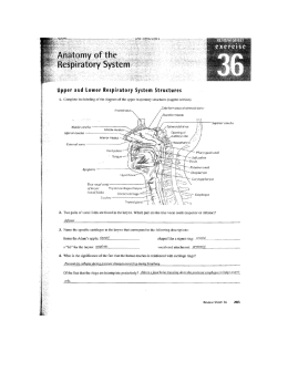 Upper and lower Respiratory System Structures