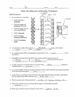 DNA Replication, Transcrip. and Translation Review Sheet Answer