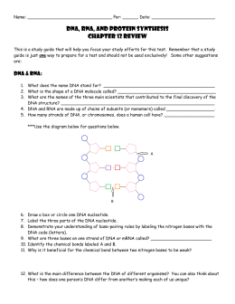 DNA, RNA, and Protein synthesis Chapter 12 review