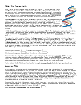 DNA_-_The_Double_Helix__Coloring_Worksheet