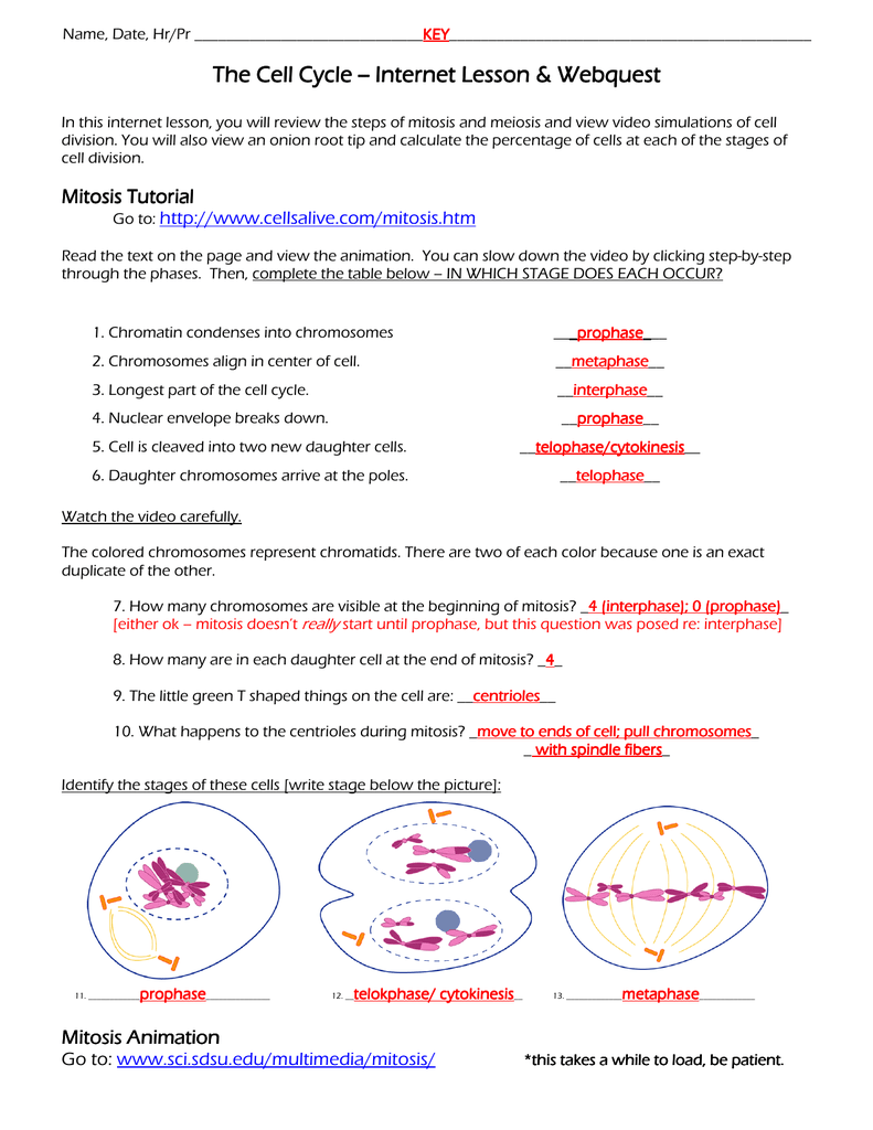 The Cell Cycle The Cell Cycle -- Internet Lesson - burgess Within The Cell Cycle Worksheet