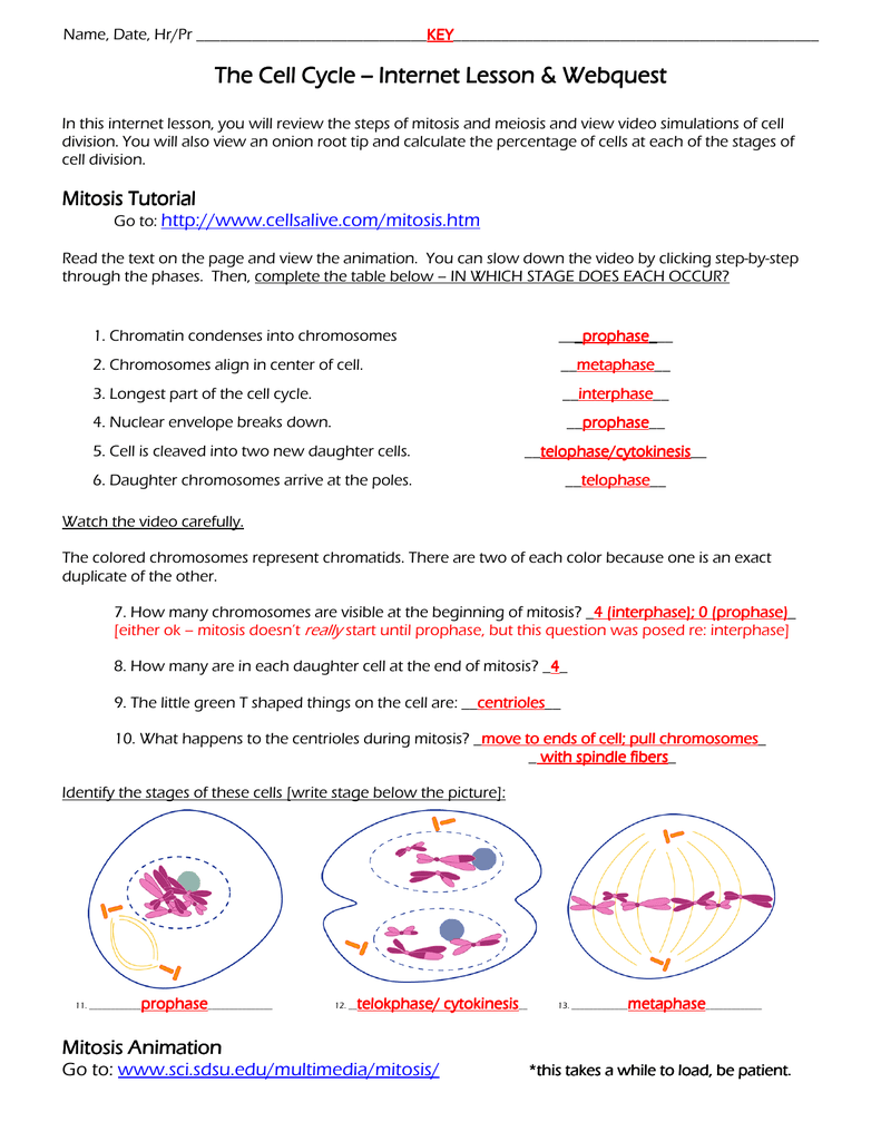 The Cell Cycle The Cell Cycle -- Internet Lesson - burgess For Onion Cell Mitosis Worksheet Answers