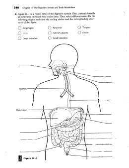 240 Chapter 14 The Digestive System and Body Metabolism
