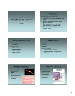 Muscular System Overview Objectives MUSCULAR SYSTEM