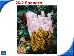 26-2 Sponges - Hamilton Local Schools