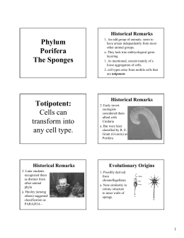 Phylum Porifera The Sponges