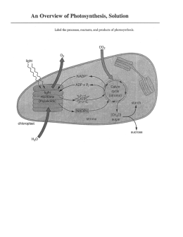 An Overview of Photosynthesis, Solution