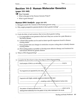 Section 14—3 Human Molecular Genetics