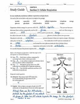 Study Guide ` Section 3: Cellular Respiration