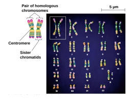 5 µm Pair of homologous chromosomes Sister