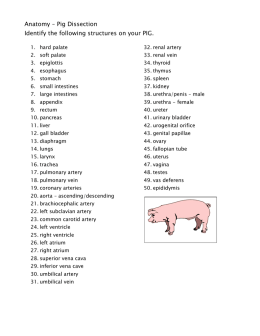 Anatomy – Pig Dissection Identify the following structures on your PIG.