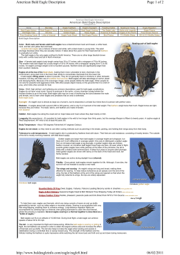 American Bald Eagle Description