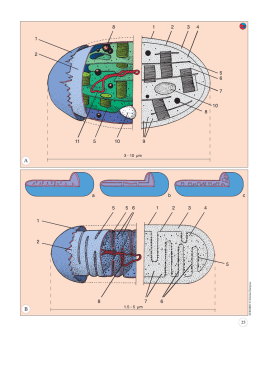 25.organelles (2)