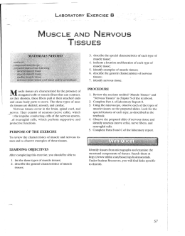 Muscle and nervous tissue lab