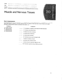 Muscle and Nervous Tissues Worksheet