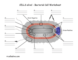 Bacteria Cell Worksheet