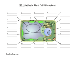 Plant Cell Model Worksheet