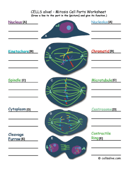 Mitosis Cell Parts Worksheets