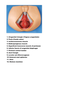 1. Urogenital triangle (Trigooa urogenitale) 2. Penis (Cauda salax) 3