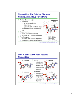 Nucleotides, The Building Blocks of Nucleic Acids, Have Three Parts