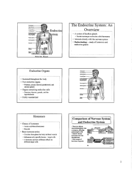 endocrine system_20070104144520