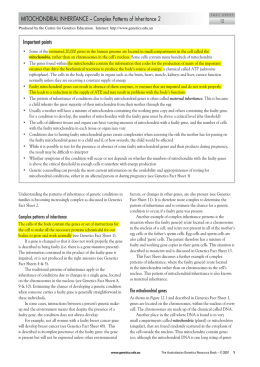 MITOCHONDRIAL INHERITANCE – Complex Patterns of Inheritance 2