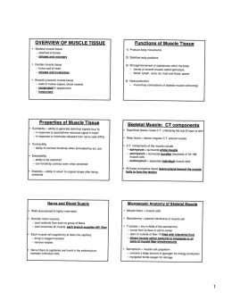 OVERVIEW OF MUSCLE TISSUE