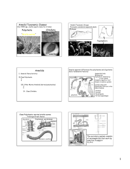 Annelid Taxonomic Classes: Polycheta “Earthworms” “Leeches