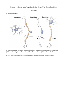 A. What is a neuron? 1. A neuron is a type of cell that receives and