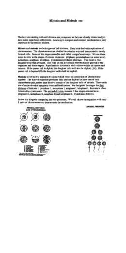 Mitosis and Meiosis - Faculty Website Index Valencia College