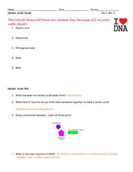 Nucleic Acids Vocab and WS ANSWERS