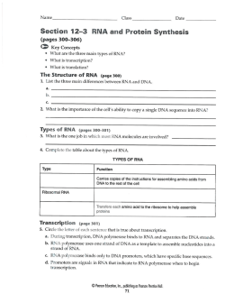 Section 12—3 RNA and Protein (pages 300
