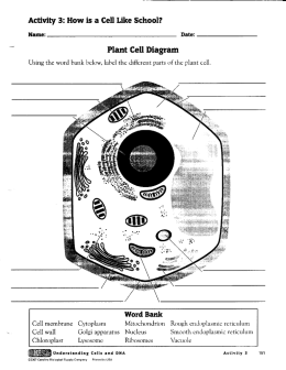 Activity 3: How is a Cell Like School?