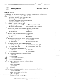 Photosynthesis Chapter Test