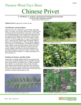 Chinese Privet - University of Tennessee Extension