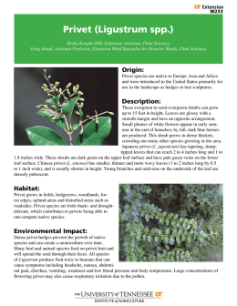 Privet - University of Tennessee Extension