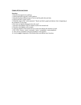 Chapter 48 Nervous System Questions 1. Describe