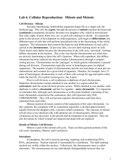 Laboratory 4: Cell Division and Development