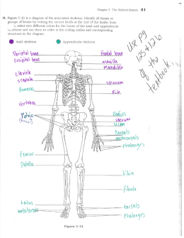 Axial and Appendicular Skeleton