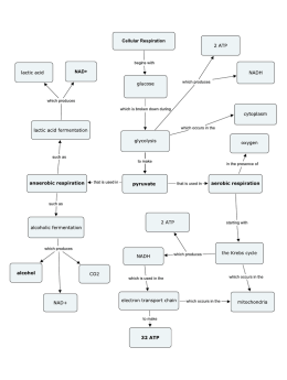 Cellular Respiration Concept Map