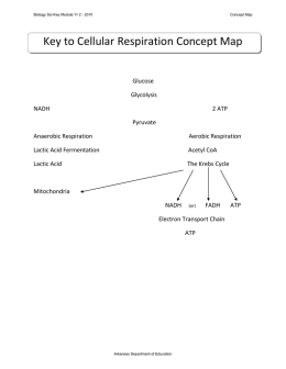 Key to Cellular Respiration Concept Map