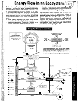 Energy Flow in the Ecosystem key
