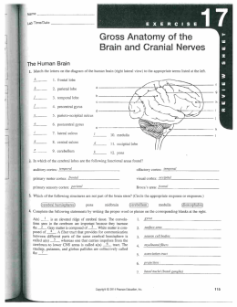 CNS_PNS Exercises_KEY