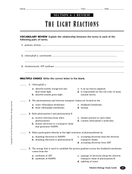 THE LIGHT REACTIONS