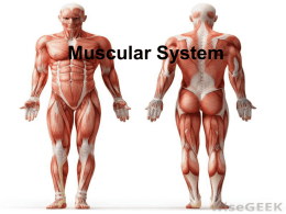 Muscular System - Norwell Public Schools