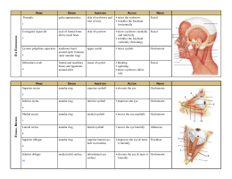 Muscle Chart - Pasadena City College