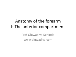 Anatomy of the forearm